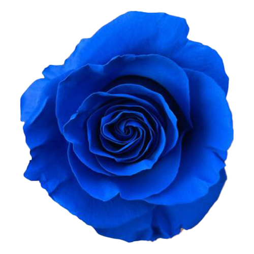 Blue Rose Lagoon1