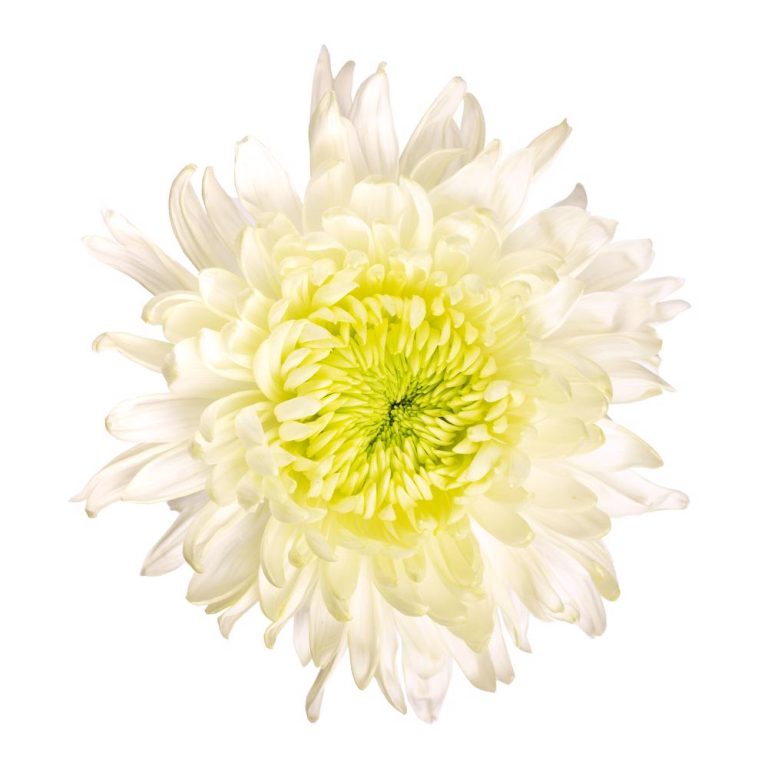 Chrysanthemum Single Cremon White - Toronto Bulk Flowers Wholesale