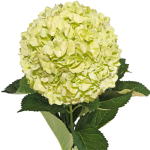 Hydrangea Green