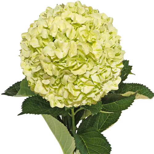 Hydrangea Green