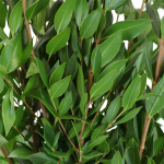 Myrtle Greenery