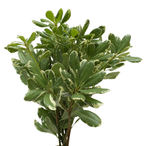 Variegated Pittosporum Greenery1