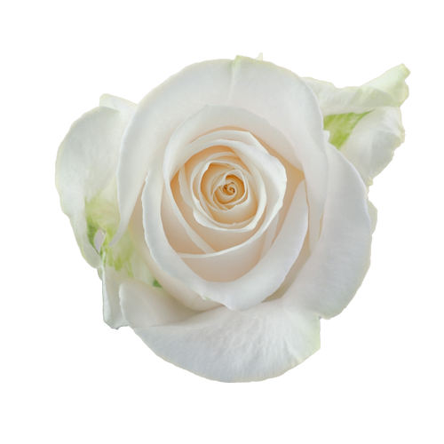 Bulk White Roses - Per stem (1.64)1