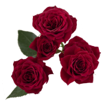 Red Spray Roses1