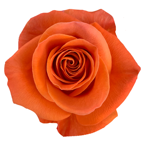 Bulk Orange Roses 1