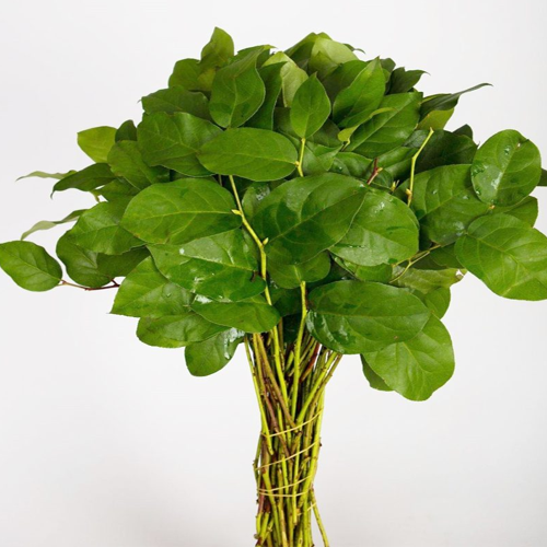 Salal Leaves1