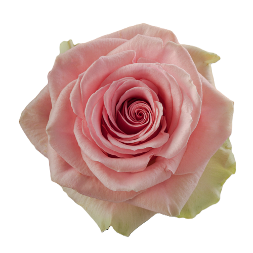 Bulk Pink Roses1