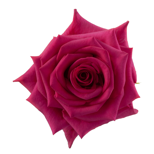 Bulk Hot Pink Roses $1.64 per Stem1