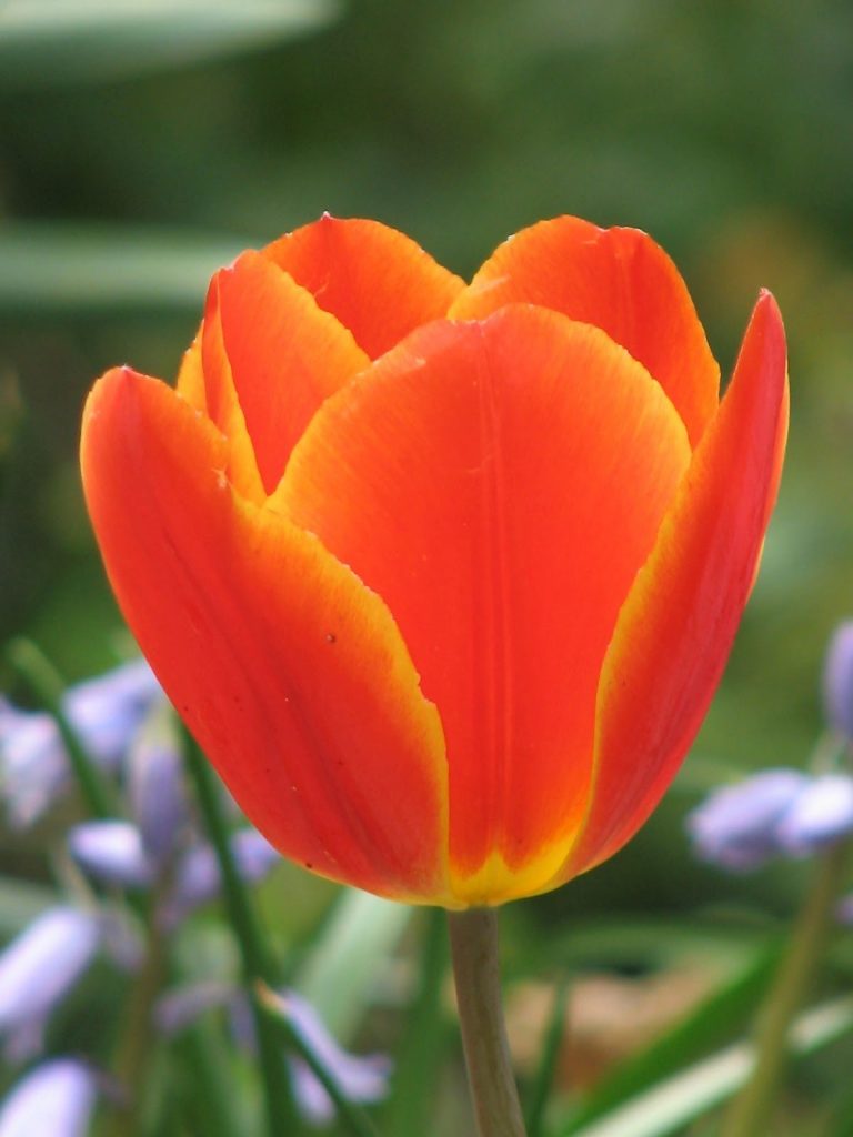 tulip screenit tulip screenit