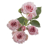 Pink Spray Roses1