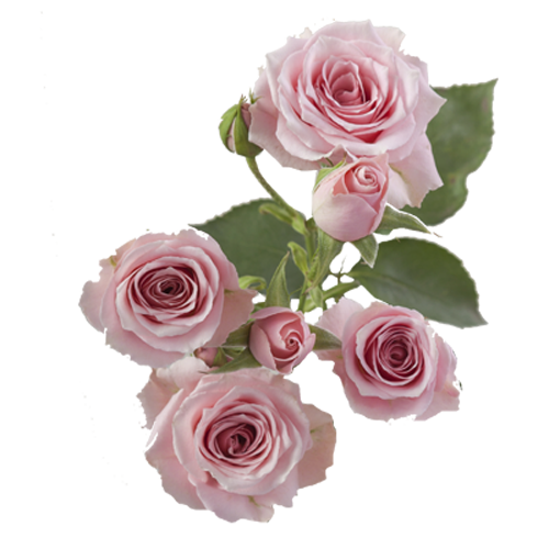 Pink Spray Roses1