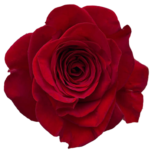 Bulk Red Roses Flower - $1.64 per Stem1