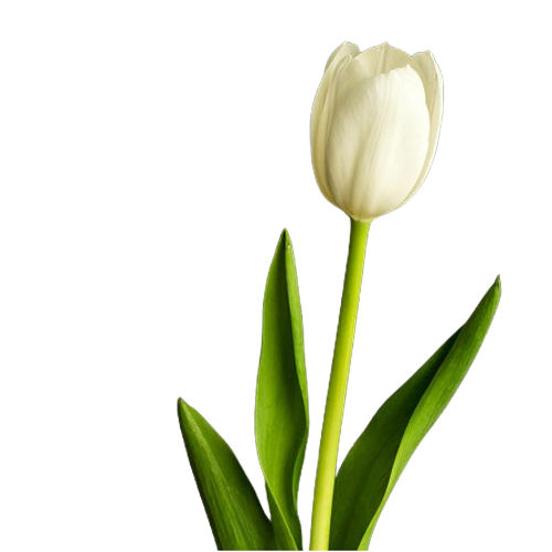 Tulip White1