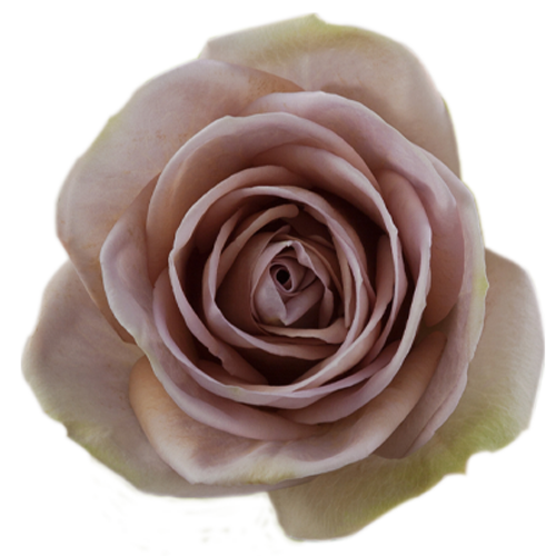 Amnesia Lavender Roses1