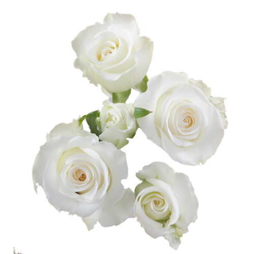 White Spray Roses1