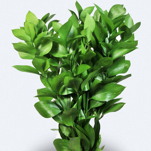 Colombian Ruscus1