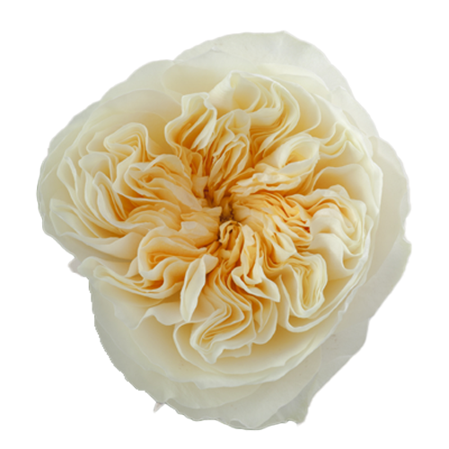Garden Roses Peach - 20 Stems1