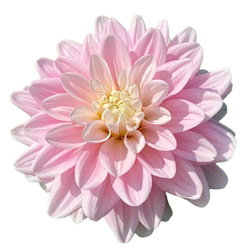 Light Pink Dahlia Flowers
