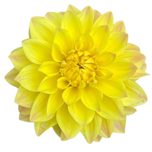 Yellow Dahlia Flowers
