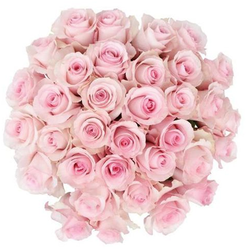 50 Stem pink Roses1