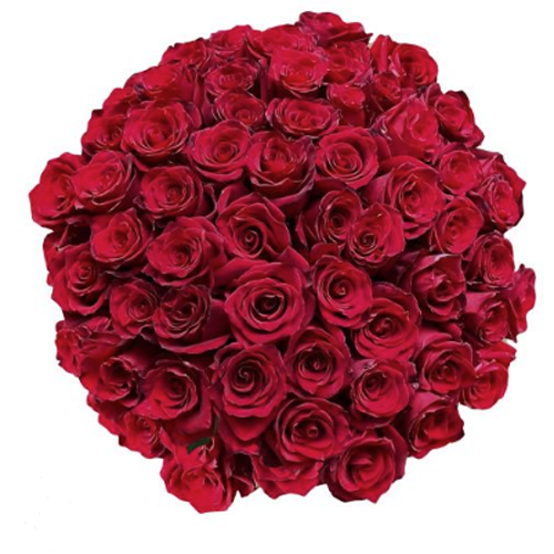 50 Stems Red Roses 1