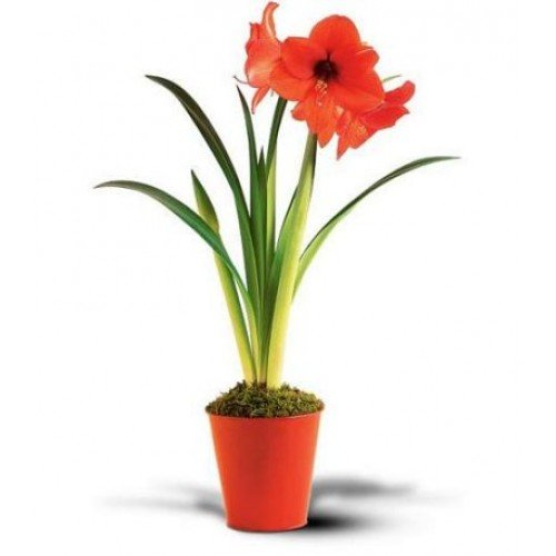 Amaryllis Plant