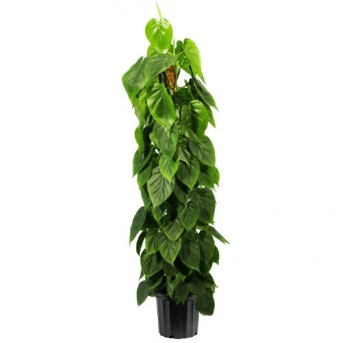 Philodendron Scandens Plant
