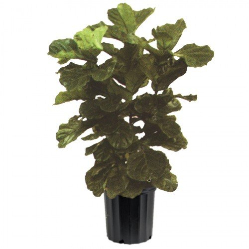Ficus-Lyrata1