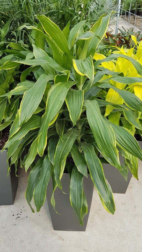 Dracaena Plants Easy Going Plant Toronto Bulk Flowers
