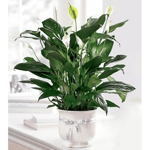 Spathiphyllum Plant - Peace Lily1