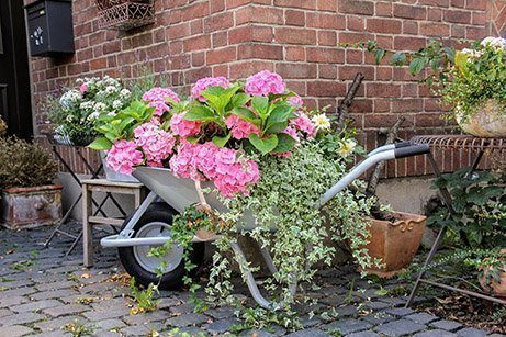 Types Of Hydrangea