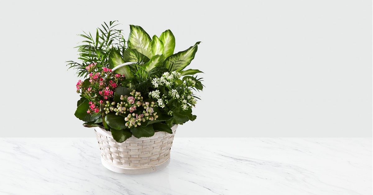 Sympathy Dish Garden Basket Toronto Bulk Flowers
