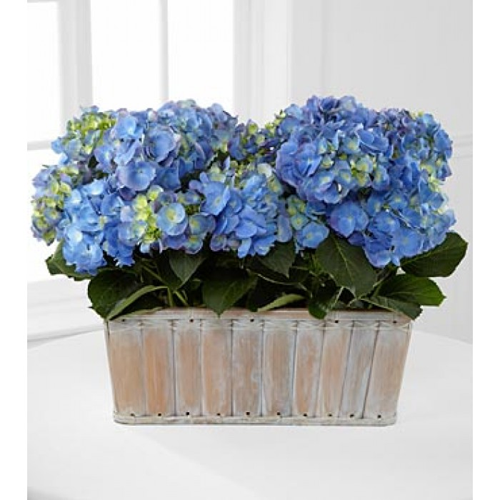Tribute Blue Hydrangea Planter1