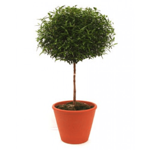 Myrtle Topiary1