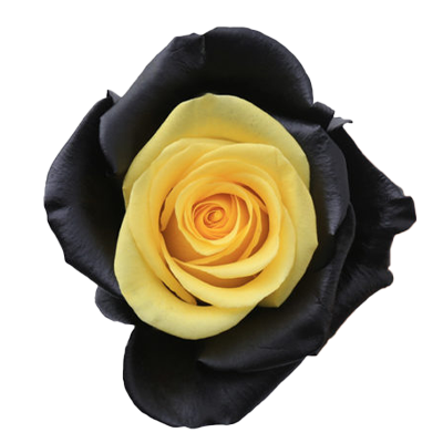 Bee Rose - Toronto Bulk Flowers | Canada Wholesale Roses