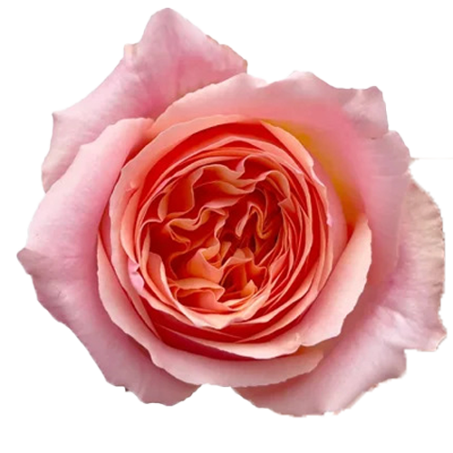Roses Campanella Pink1