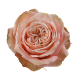 Rose Kahala1
