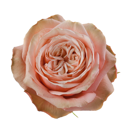 Rose Kahala1