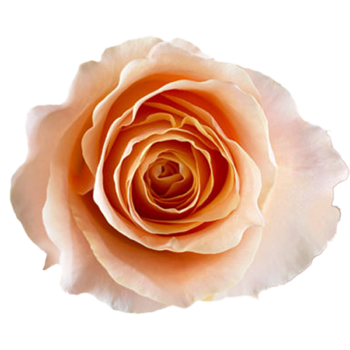 Rose Campanella Peach - Garden Roses1