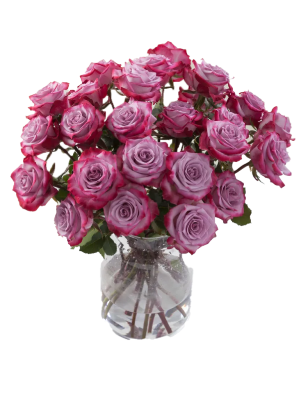 Rose Deep Purple - Toronto Bulk Flowers | Wholesale Open to Public