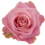 Rose Hermosa1