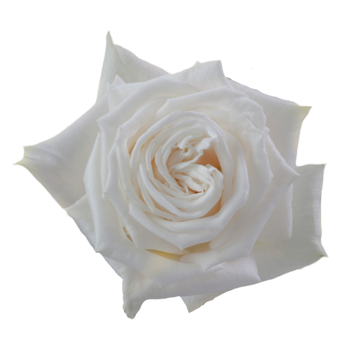 Playa Blanca Roses - Premium1