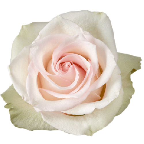 Rose Ragazza Light Pink1