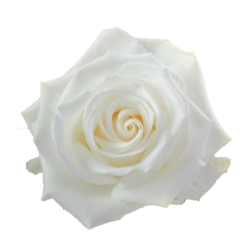 White Rose