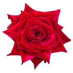 Red Rose Panther1