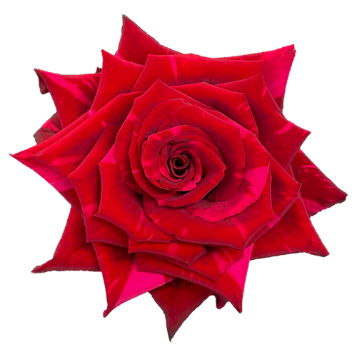 Red Rose Panther1