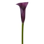 Calla_Lily_Purple
