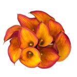 Calla Lily Orange