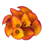 Calla Lily Orange