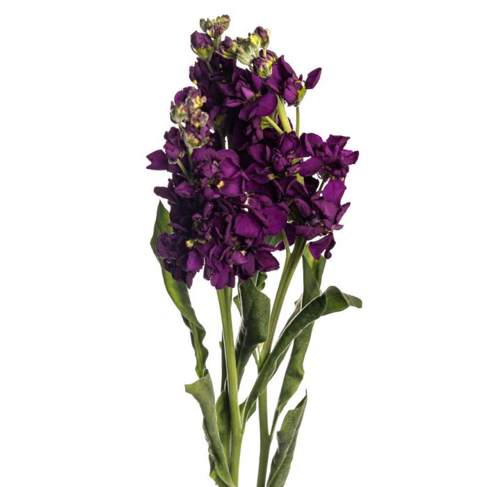 Purple_Carmine_Stock